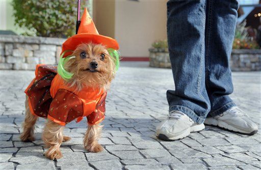Pets in costume